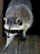 Raccoon in movement
