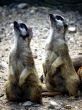 Meerkat Gazer