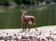 Young Fallow On A River