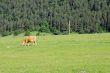 Lonely cow eat the grass on the summer alp meadow