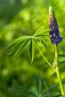 Lupine