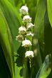 Lily-of-the-valley