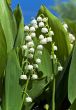 Lily-of-the-valley in the garden