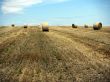 Straw bales in a field