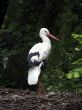 Stork standing on its nest