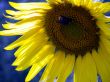 Sunflower and bee