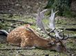 Fallow brown