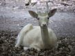 white doe-frontal
