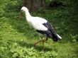 Stork searching for food
