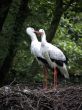 Storks facing each other