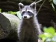 Puppy raccoon