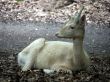 white hind-sight to the left