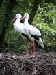 Storks standing on their nest