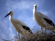 Storks in the nest against a blue sky