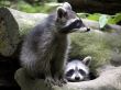 Young racoons