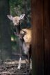 Doe and fawn behind cabin