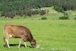Lonely cow eat the grass on the summer alp meadow