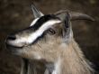 Portrait of a domestic goat