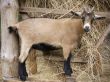 young goat in front of food hopper