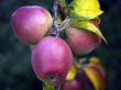 Apples in late summer