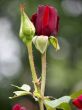 Rose flower and bud