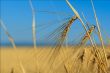 Wheat ears