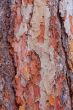 texture of pine  