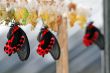 Butterfly Farm