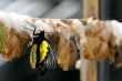 Butterfly Farm