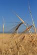 Wheat ears