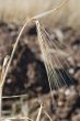 Wheat ears