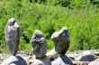 Balanced stones near the caucasus mountain river