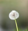 one big fluffy dandelion 