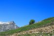Lonely tree growing on the slope of the mountain