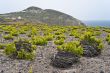 Santorini vineyard