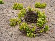 Santorini vine basket in spring