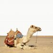 camel sits