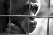 Monkey behind bars