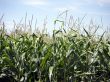 Corn nearly ripe