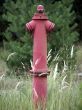 Hydrant in the woods