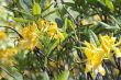 Azalea blooming in the summer caucasus forest