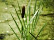 Cattail