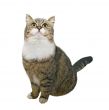 Sitting cat
