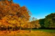 Autumn yellow-red tree