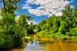 The river in the woods
