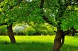 Under the two trees on the green sunny meadow