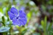 Periwinkle flower