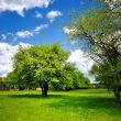 Single tree on the green spring meadow