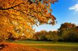 Autumn maple tree