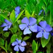 Several periwinkle